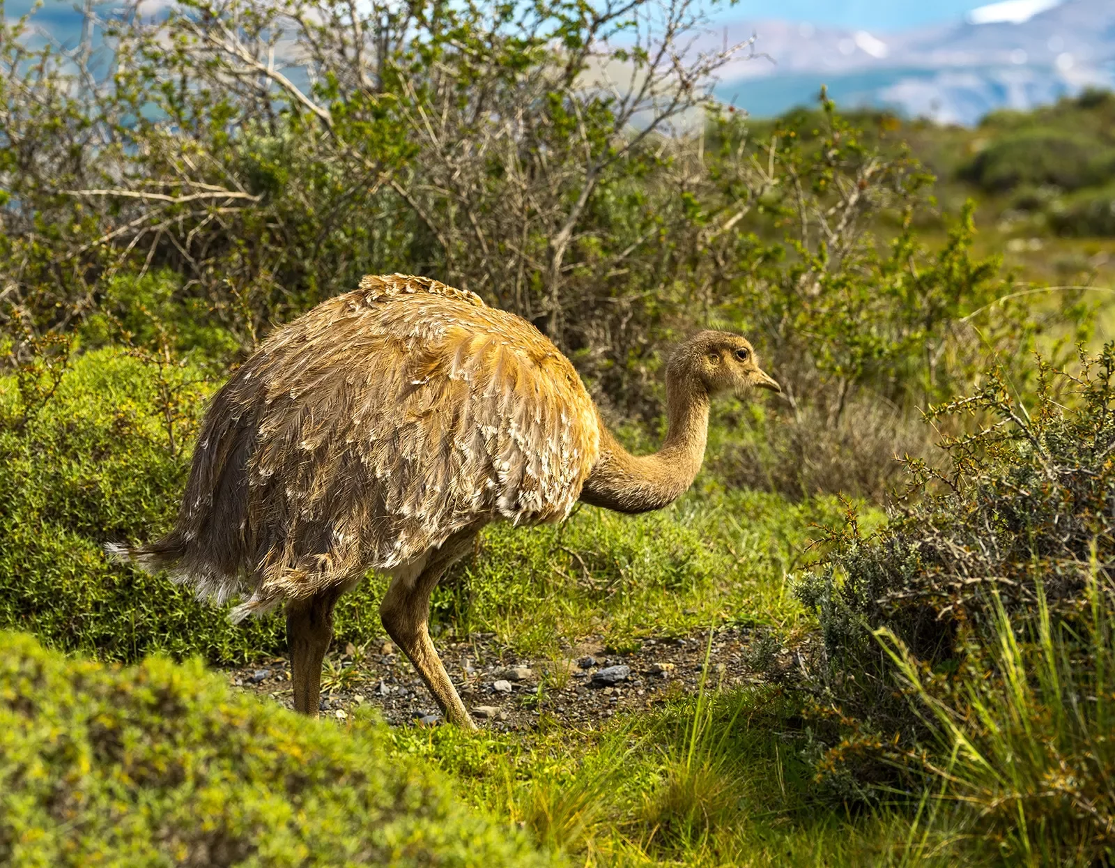 Brown ostrich in the middle of a grassy field