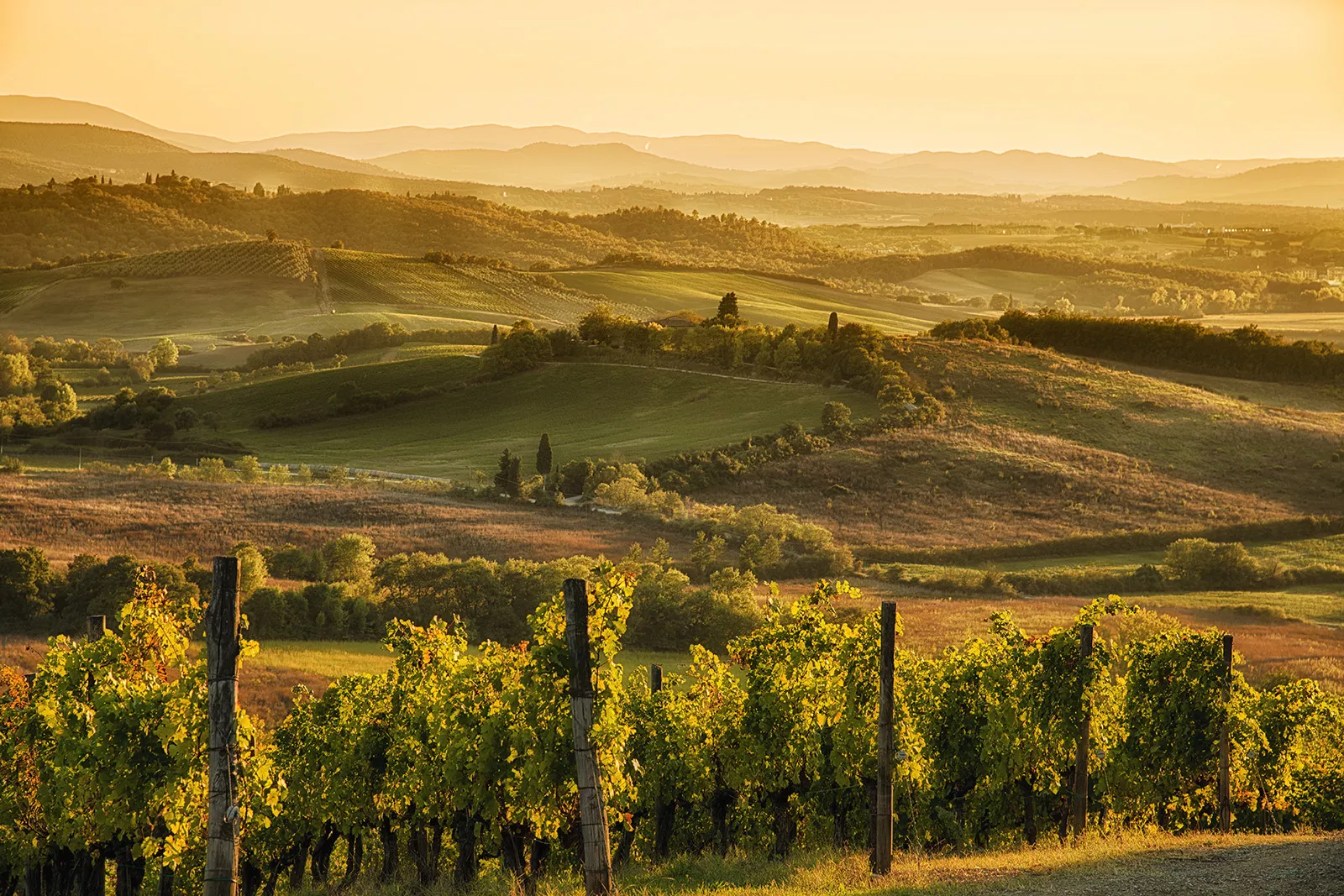 Open field of grass, trees and crops