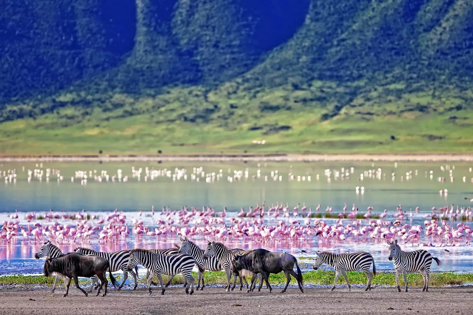 zebras walk by a lake where flamingos bathe