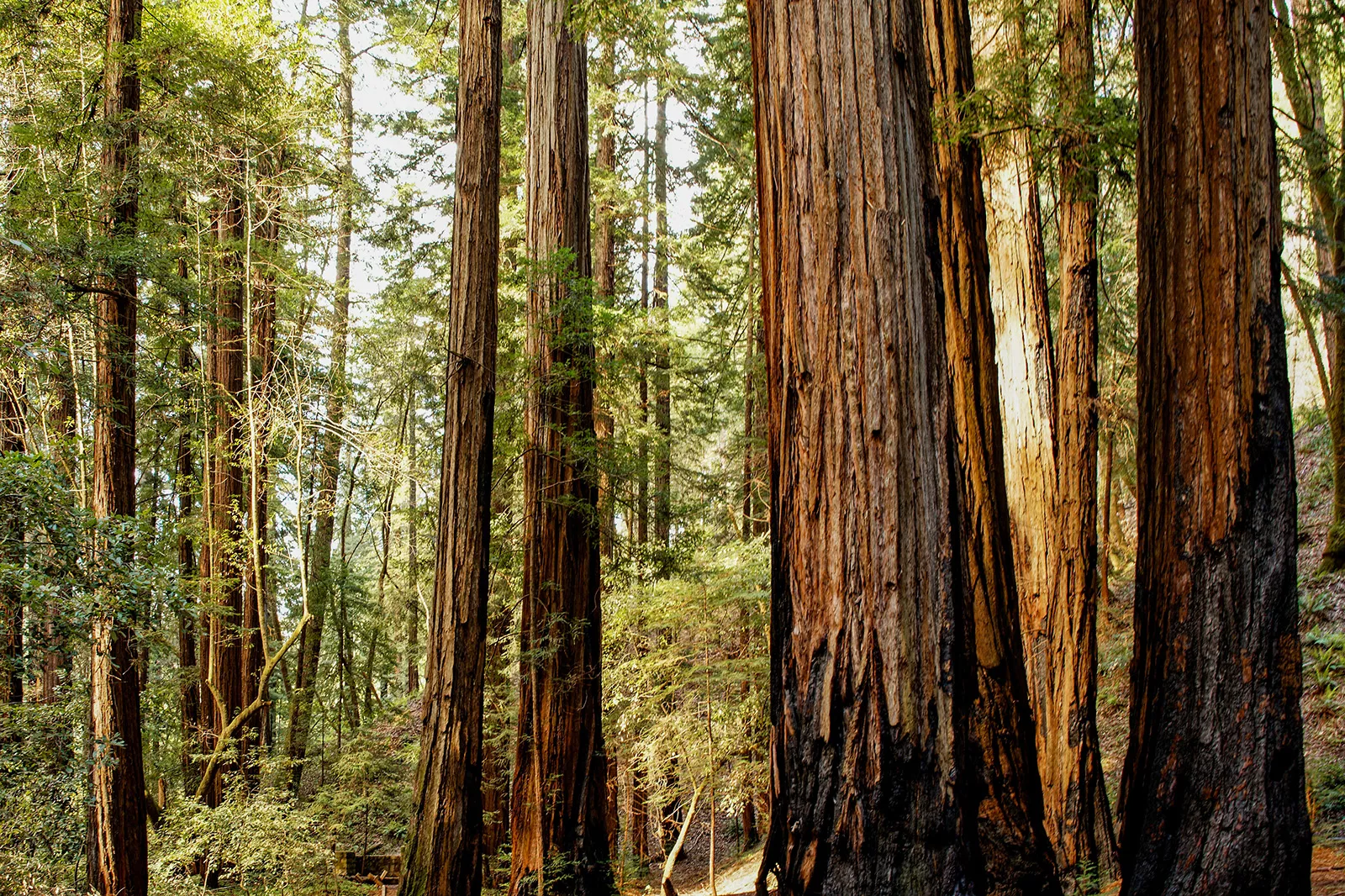 Large trees with skinny trees scattered across a forest