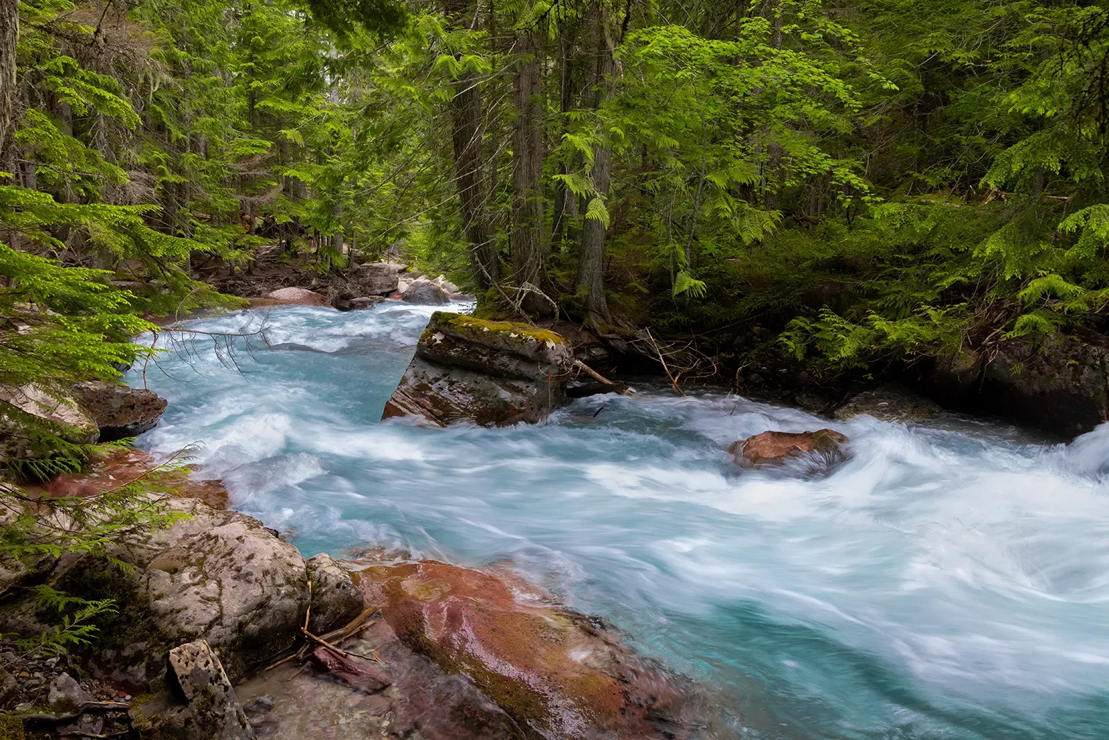 River in the middle of a forest