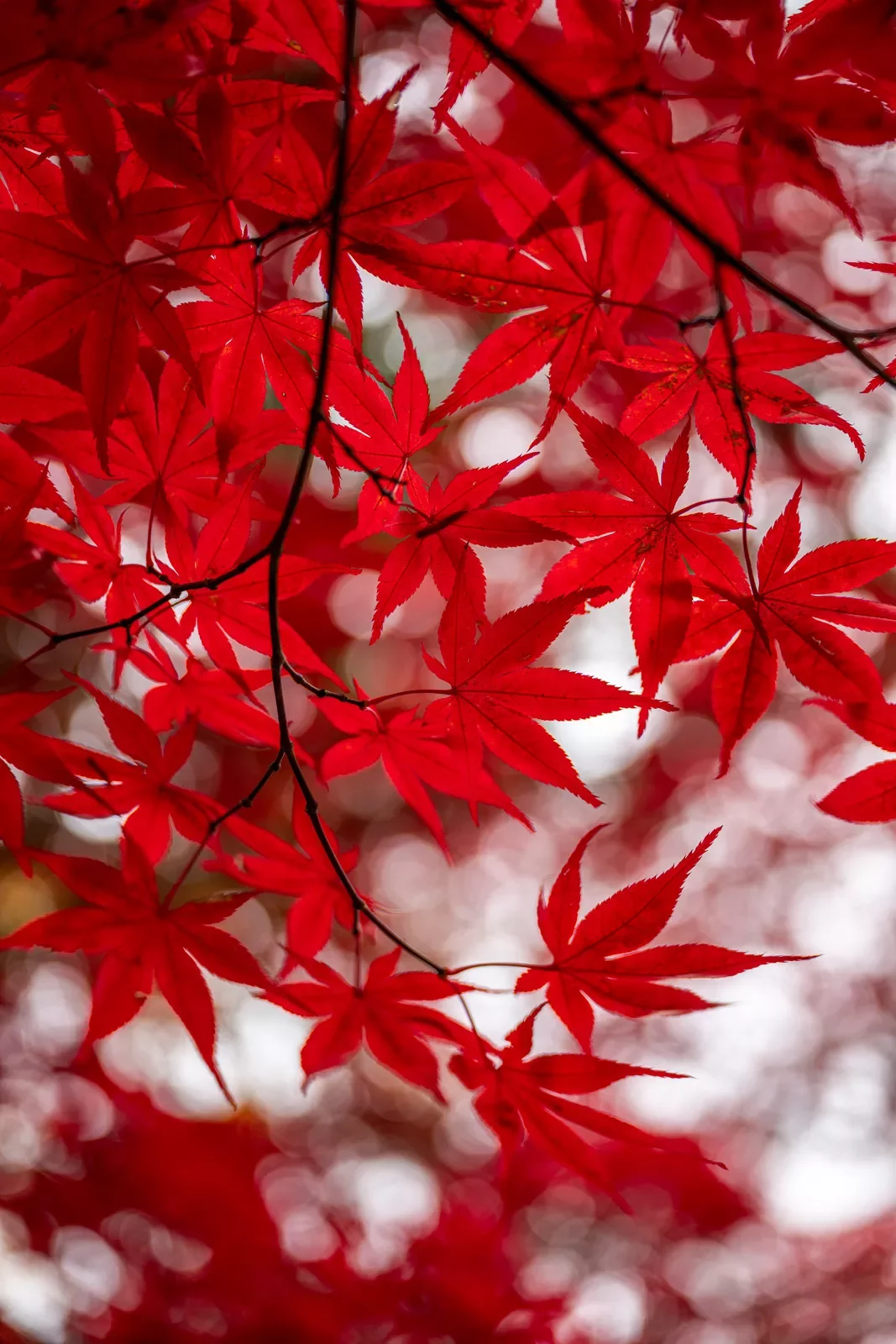 Red leaves on a branch