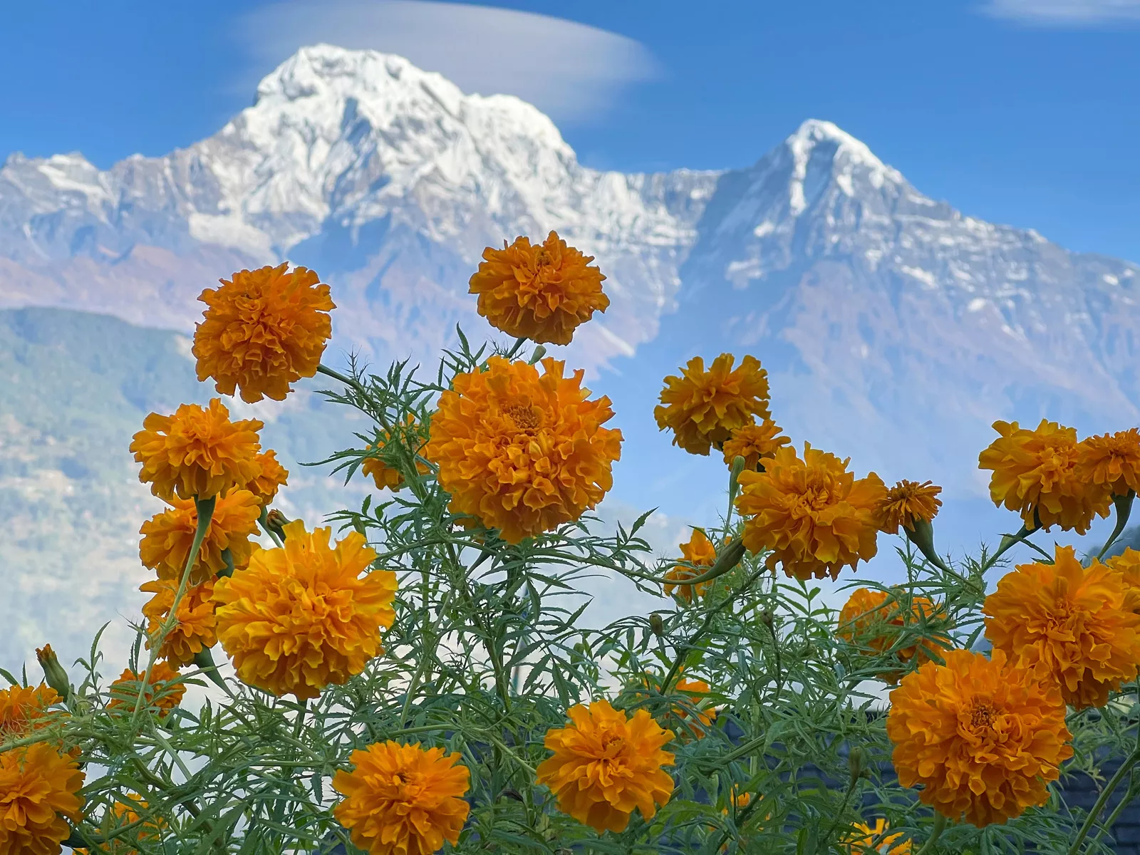 Orange flowers with mountains in the distance