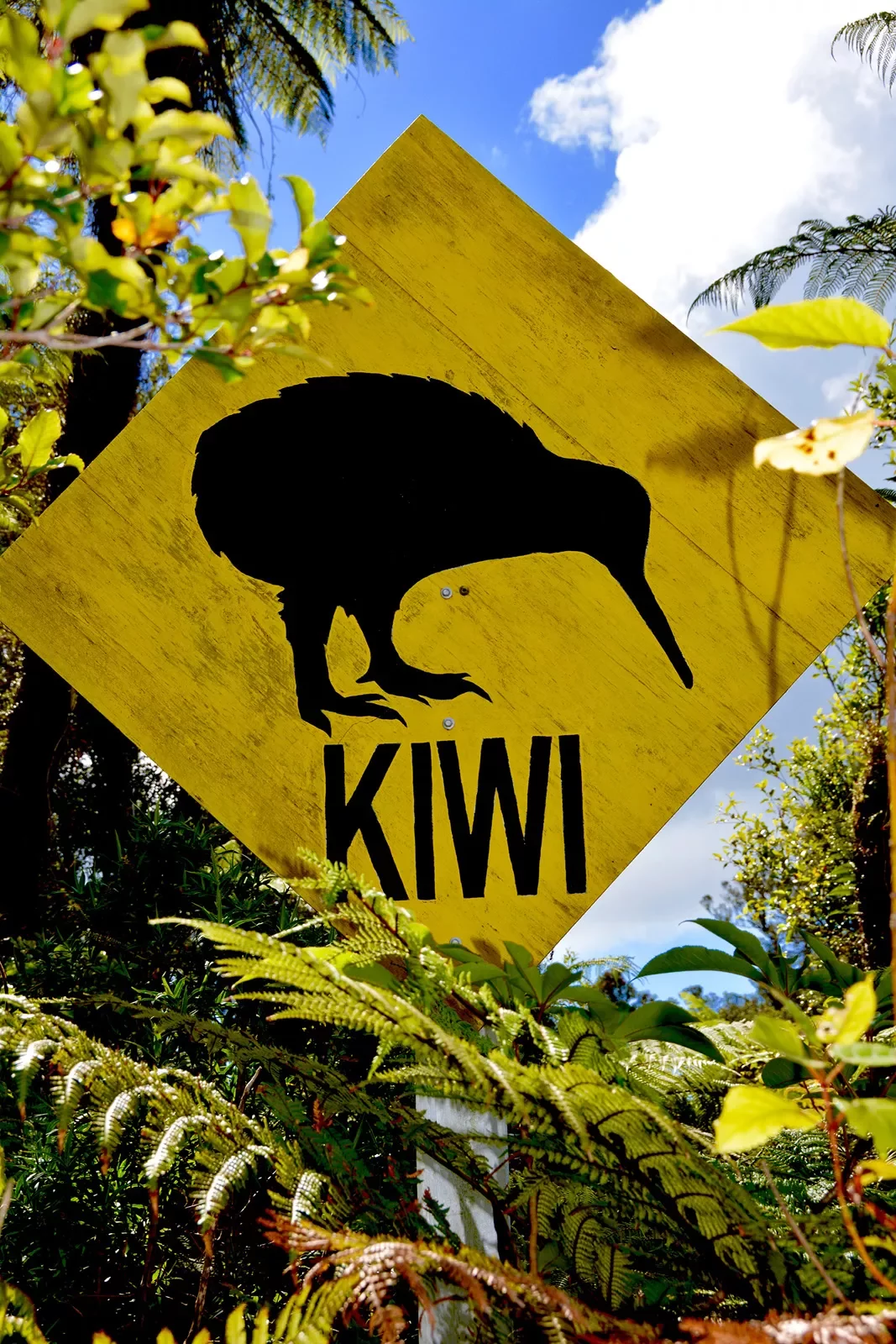 Yellow sign for a kiwi bird