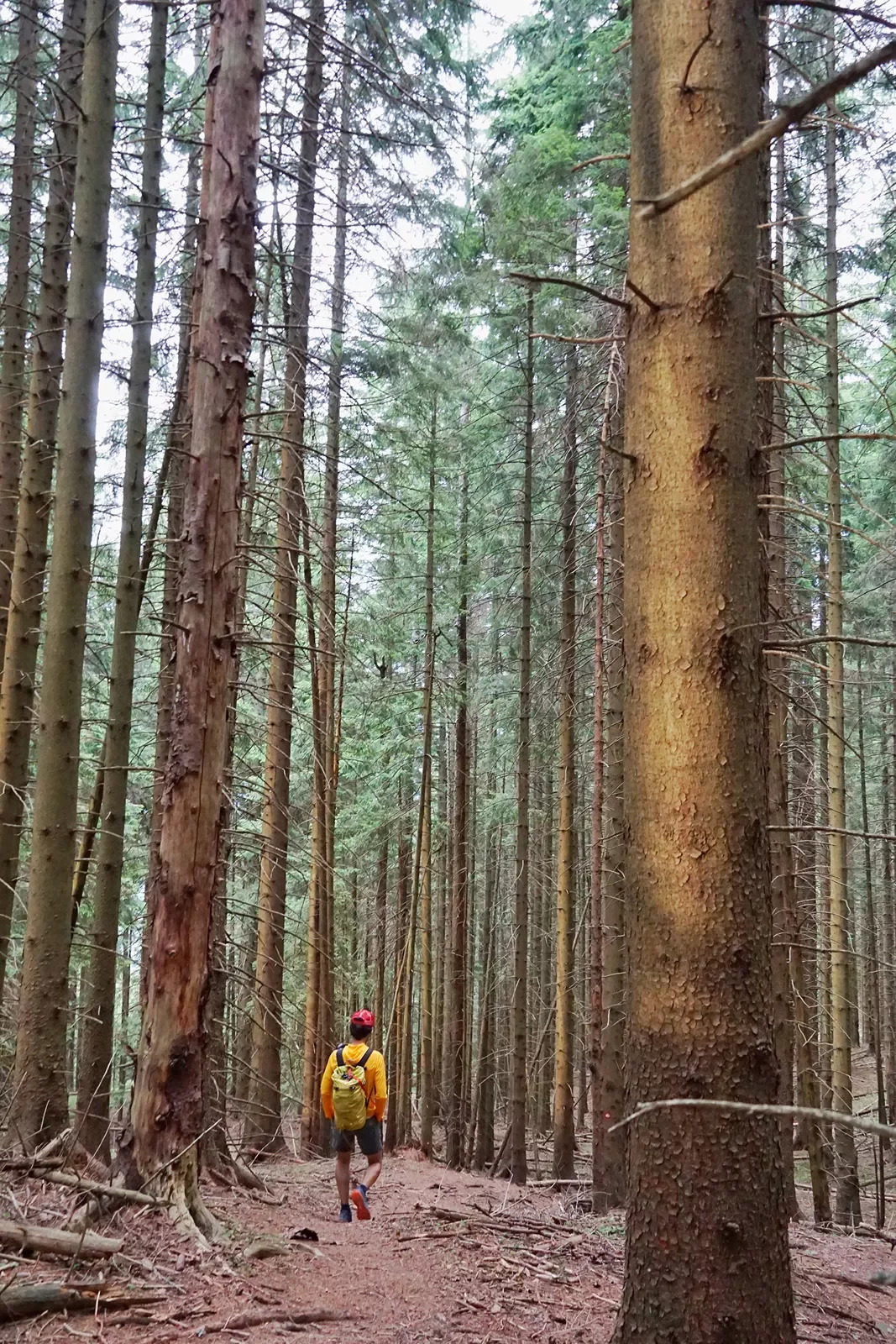 A hiker walks through a forest