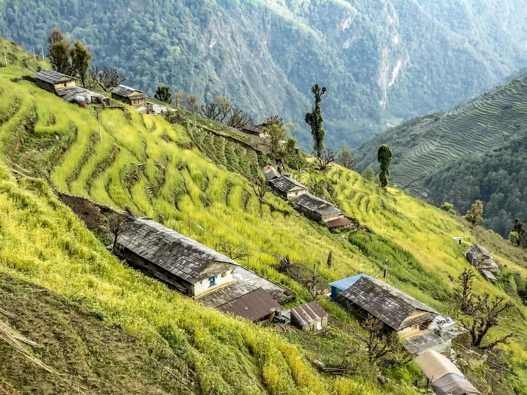 Rice Terraces on Annapurna Base Camp Trail