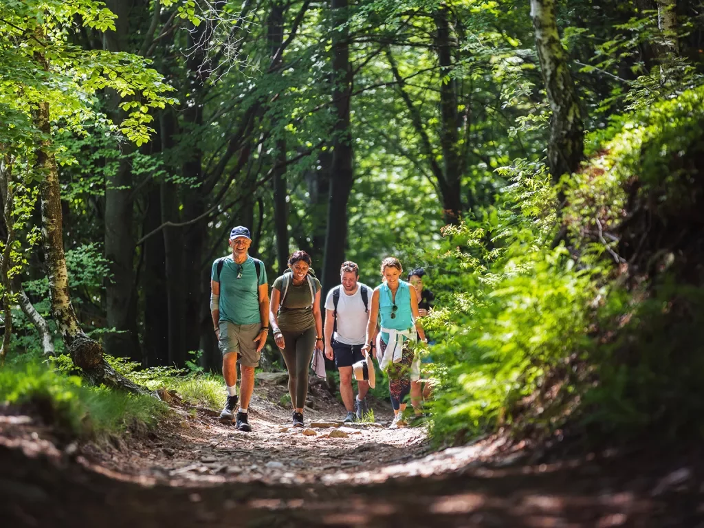 Five guests hiking through forest.