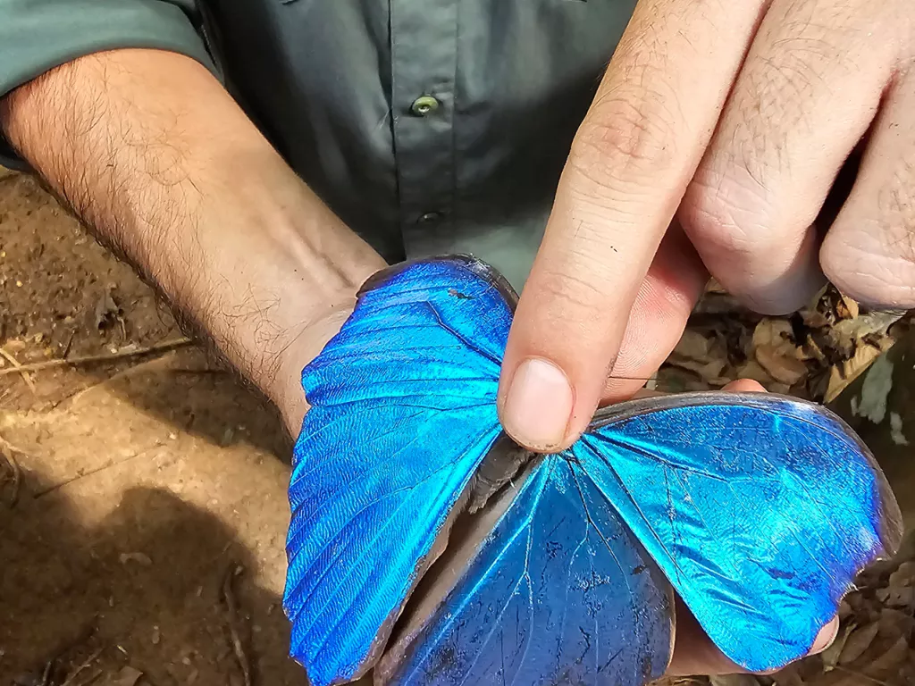 Man pointing on the back of a blue butterfly