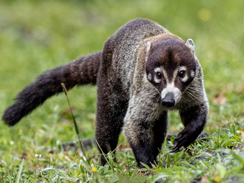 White nosed coati animal from Costa Rica