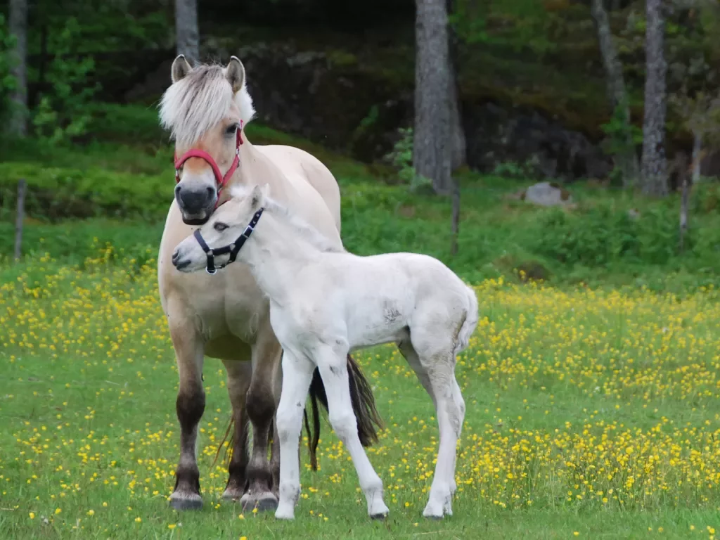 Horse and their offspring in a field of grass