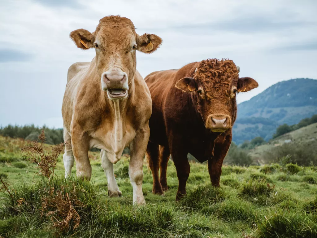 Two cows looking at the camera in a grassy field