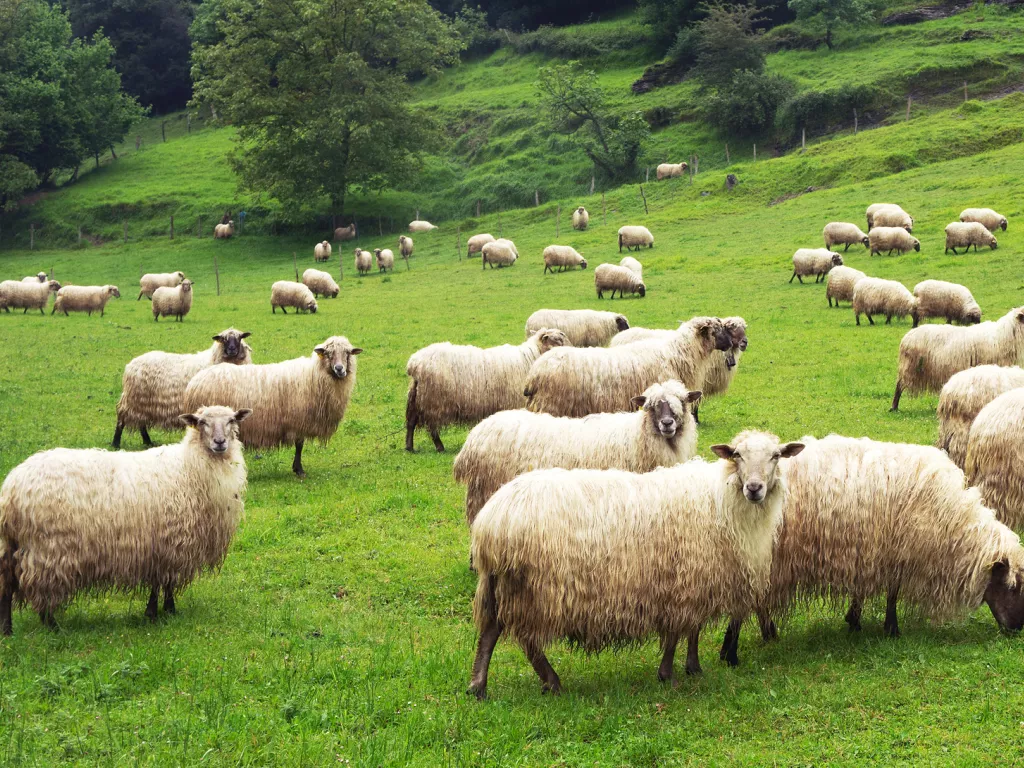 Herd of sheep in a grassy field