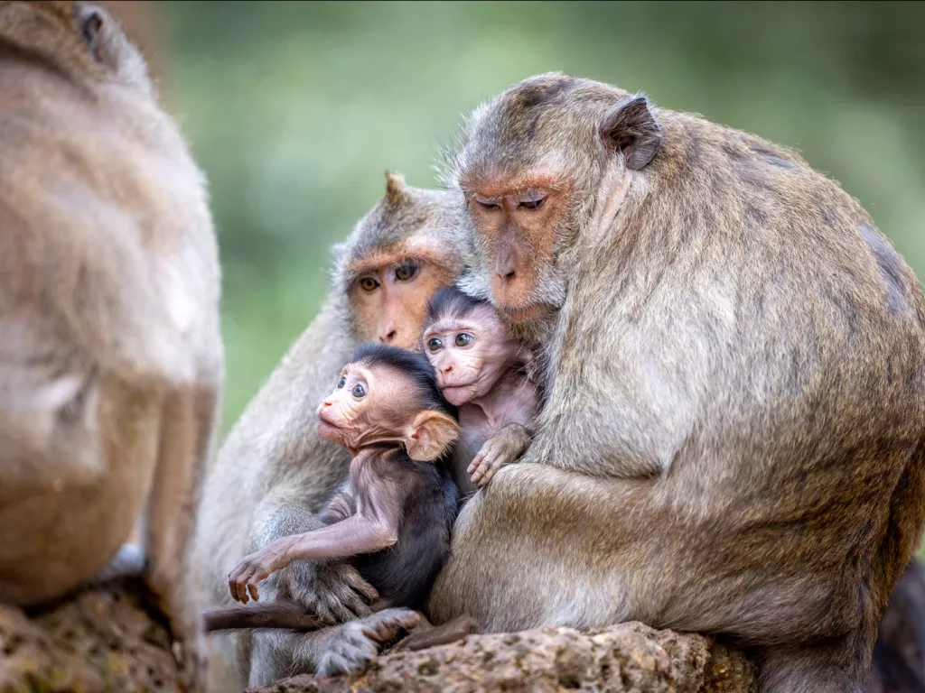 Two adult monkies hugging two baby monkies