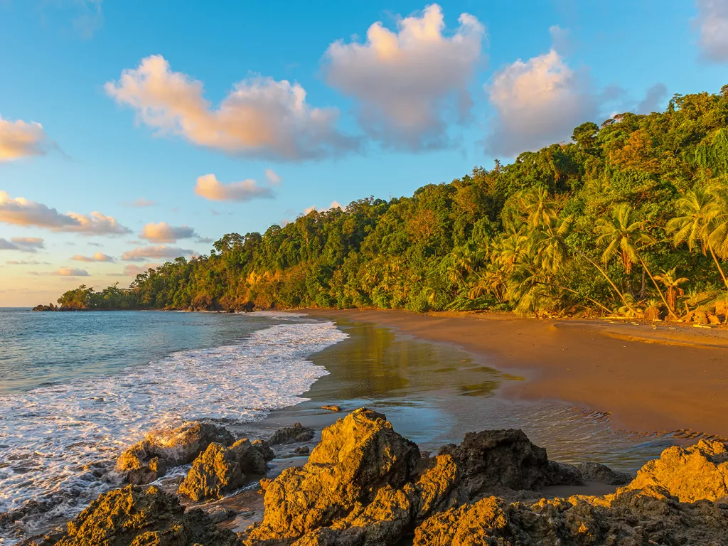 Beach surrounded by palm trees and a larger forest