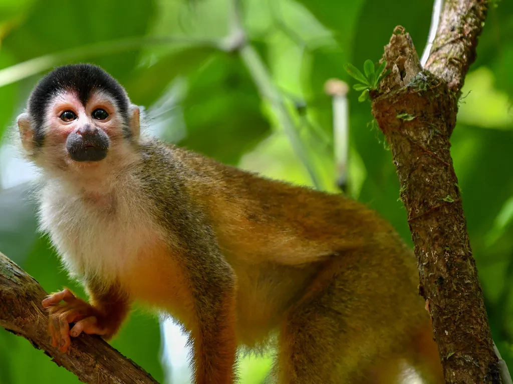 A small monkey climbing and holding onto a tree branch