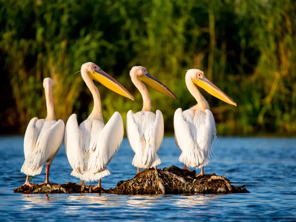 Four pelicans standing on a pile of dirt in water