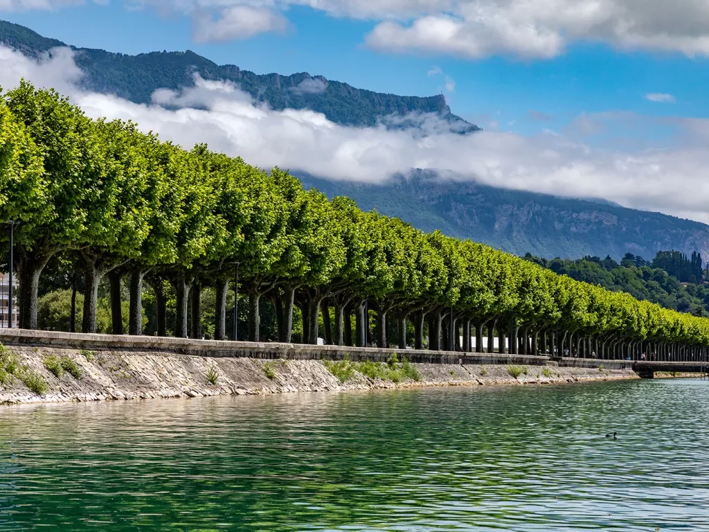 Row of trees along a concrete path next to a river