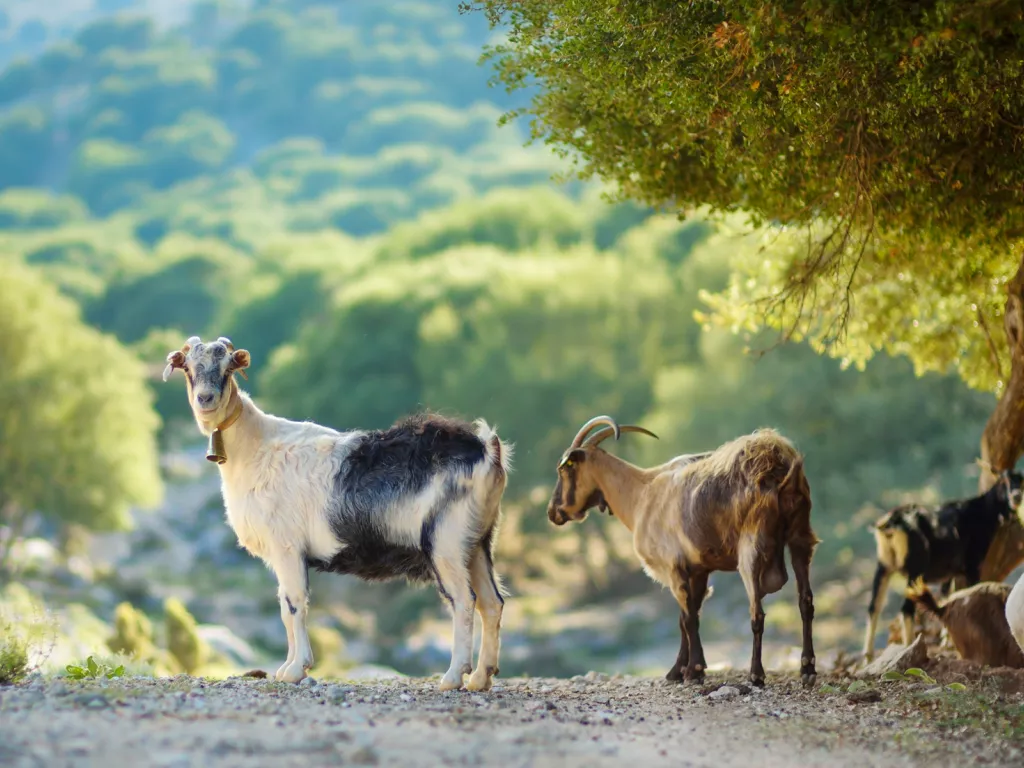 A group of goats on a gravel path