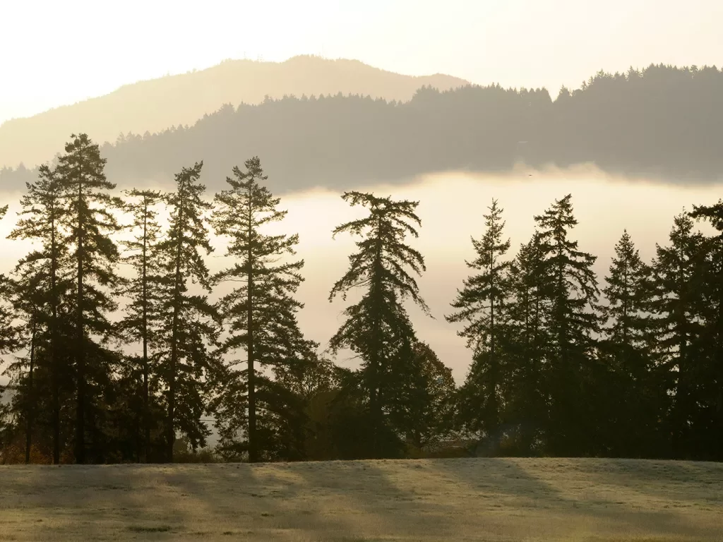 Tall, skinny trees overlooking tall mountains and fog