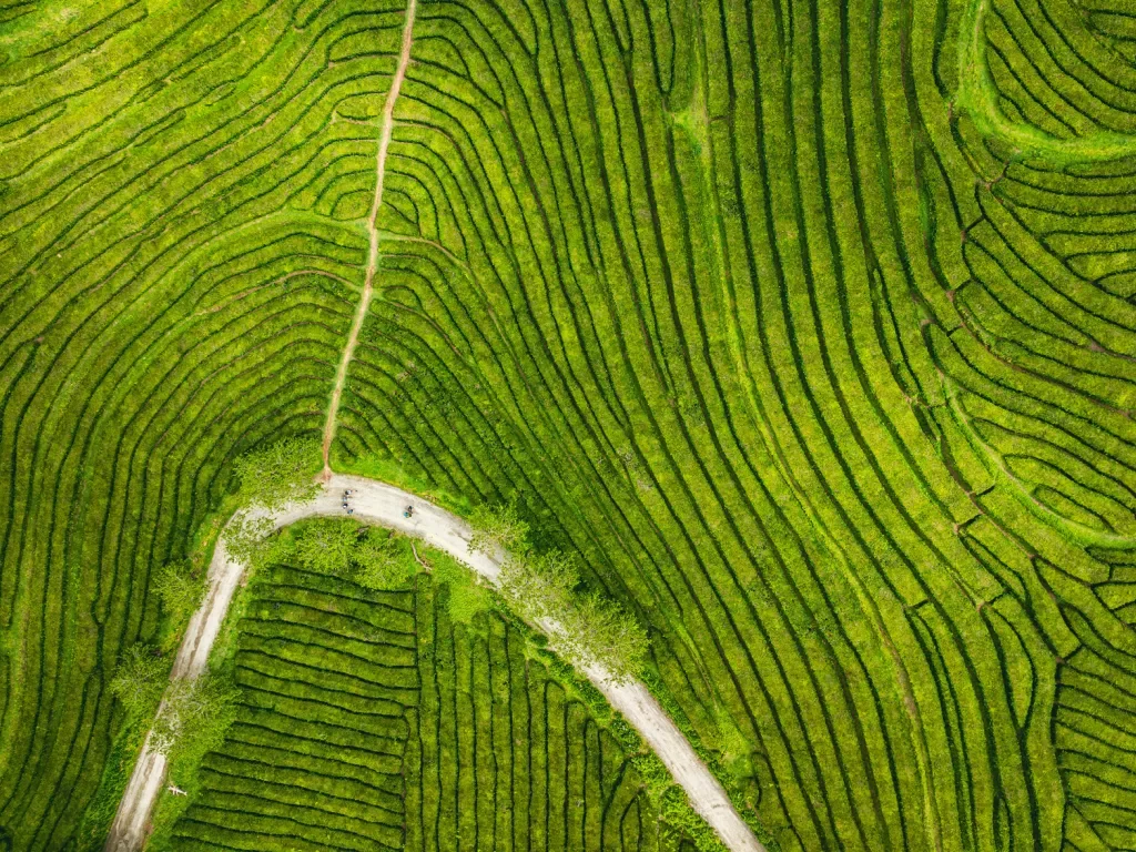 Sky view of a dirt path cutting in between a field of patterned bushes