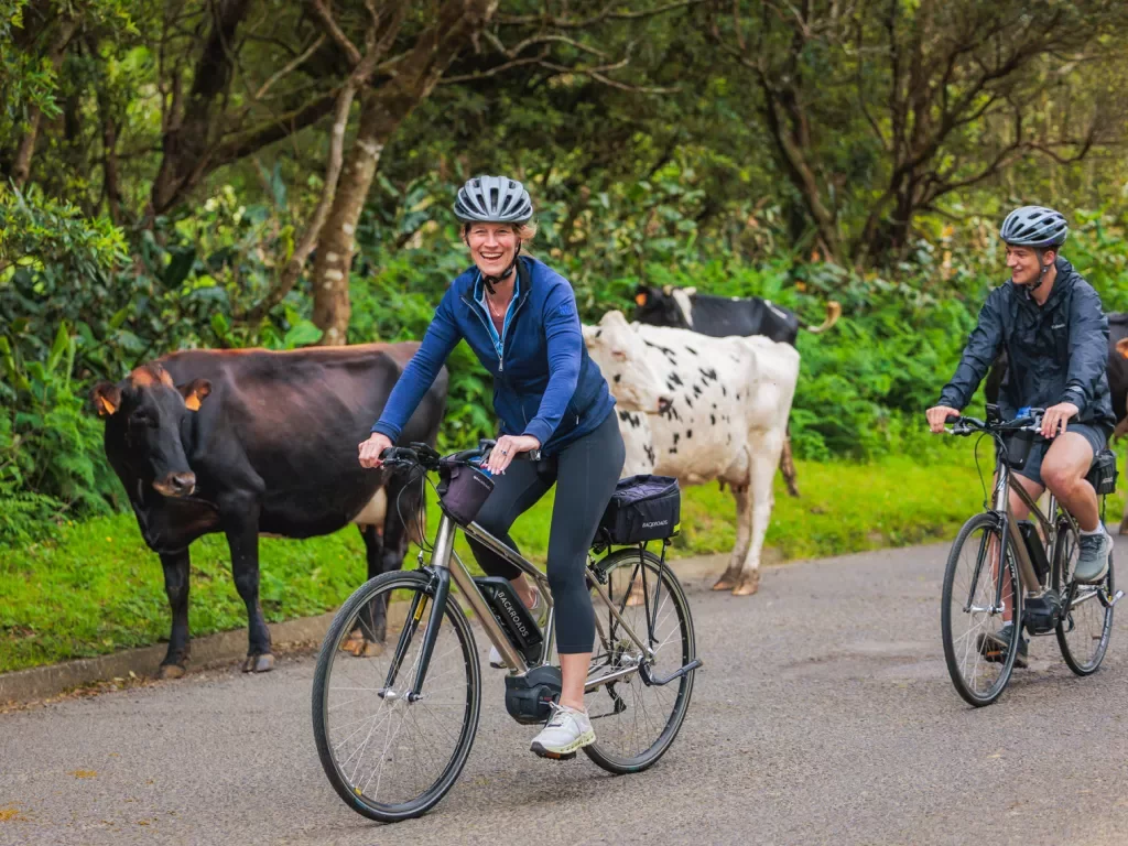 Man and woman riding bikes in front of a group of cows on the road