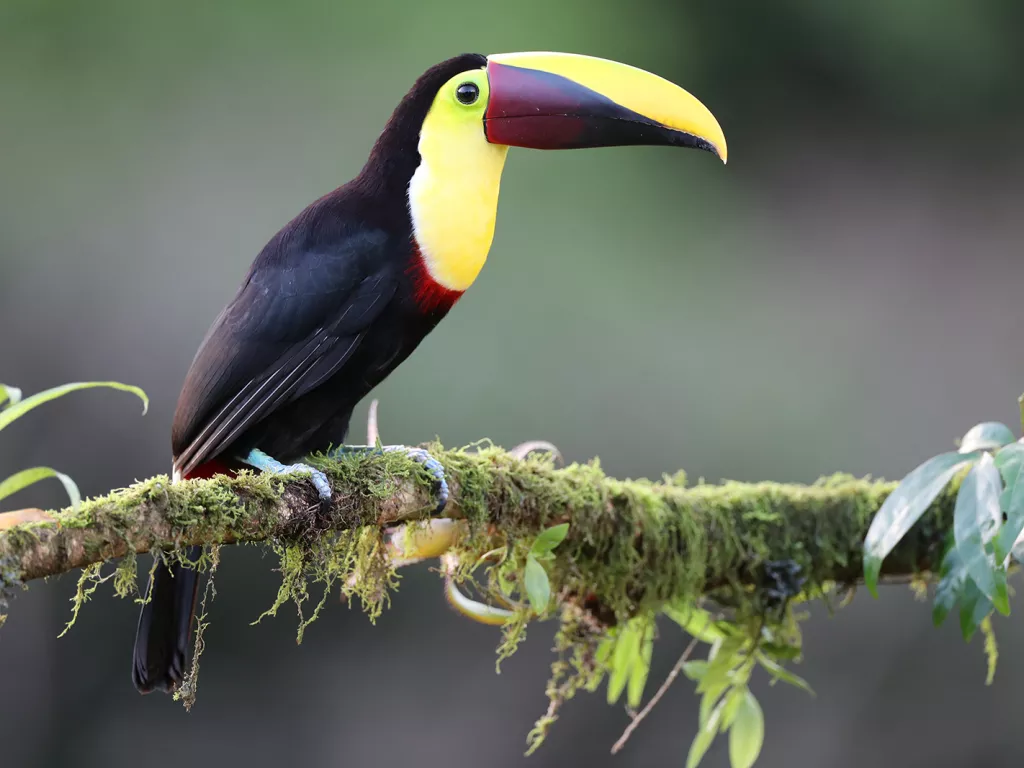 Toucan bird with a yellow and black beak