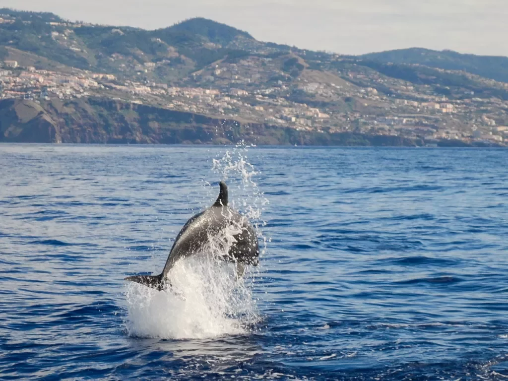 Dolphin jumping out of the ocean water
