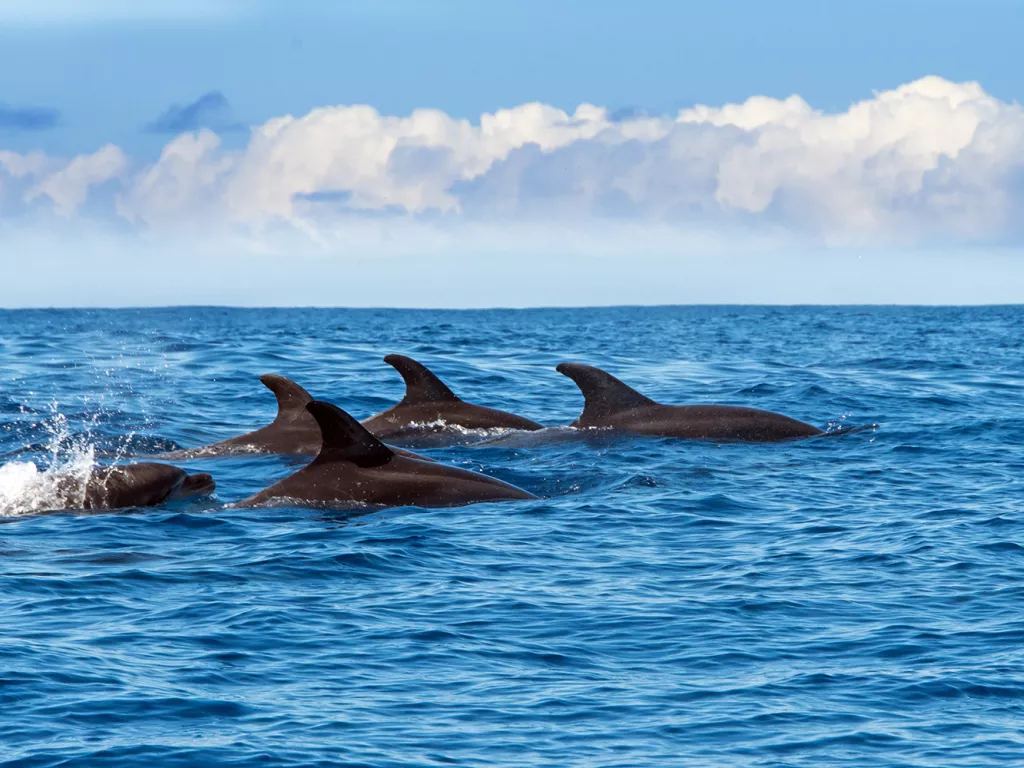 5 dolphins swimming in the ocean with their fins exposes