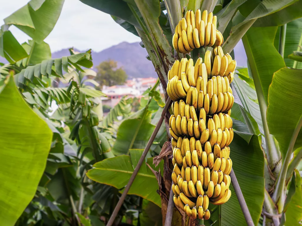 Bananas hanging from a green banana tree