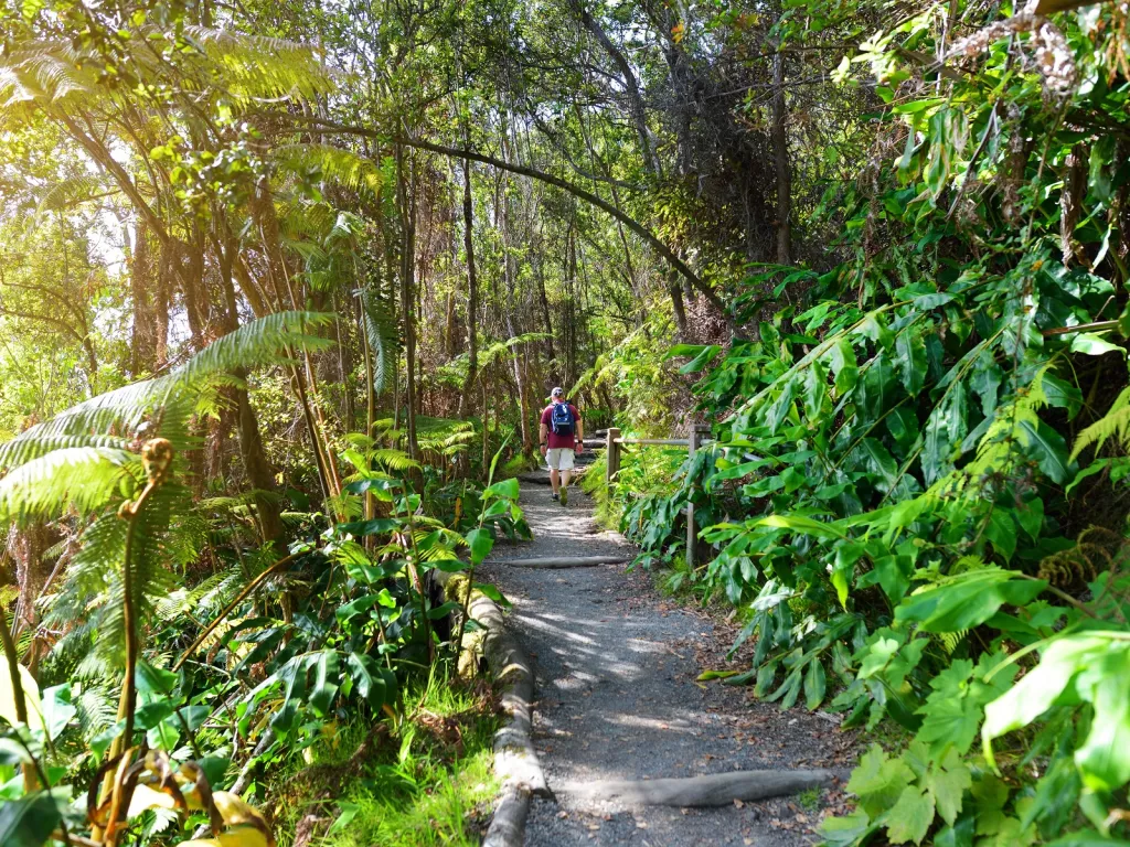 Man walking on a dirt path surrounded by tall trees and plants