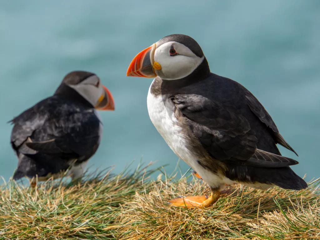 Two puffin birds sitting on a small bed of weeds