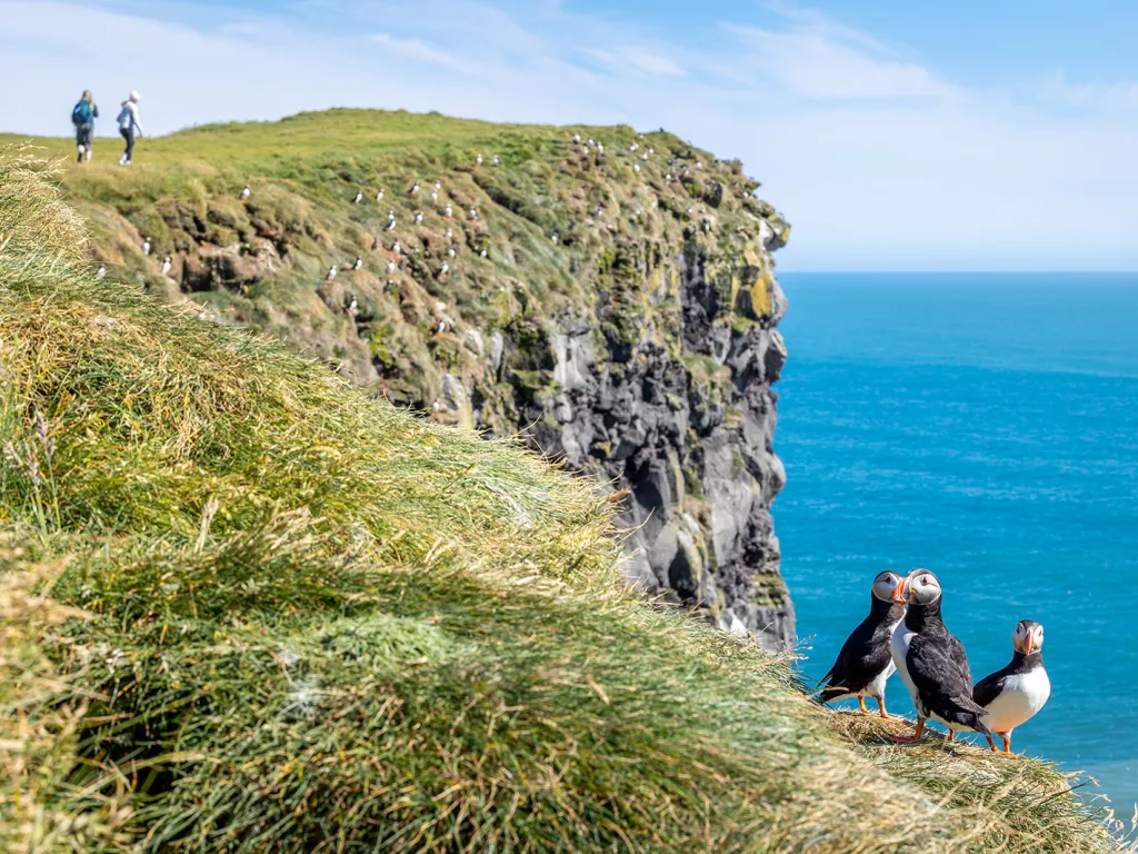 Three puffin birds standing on a grassy cliff, with two hikers in the distance