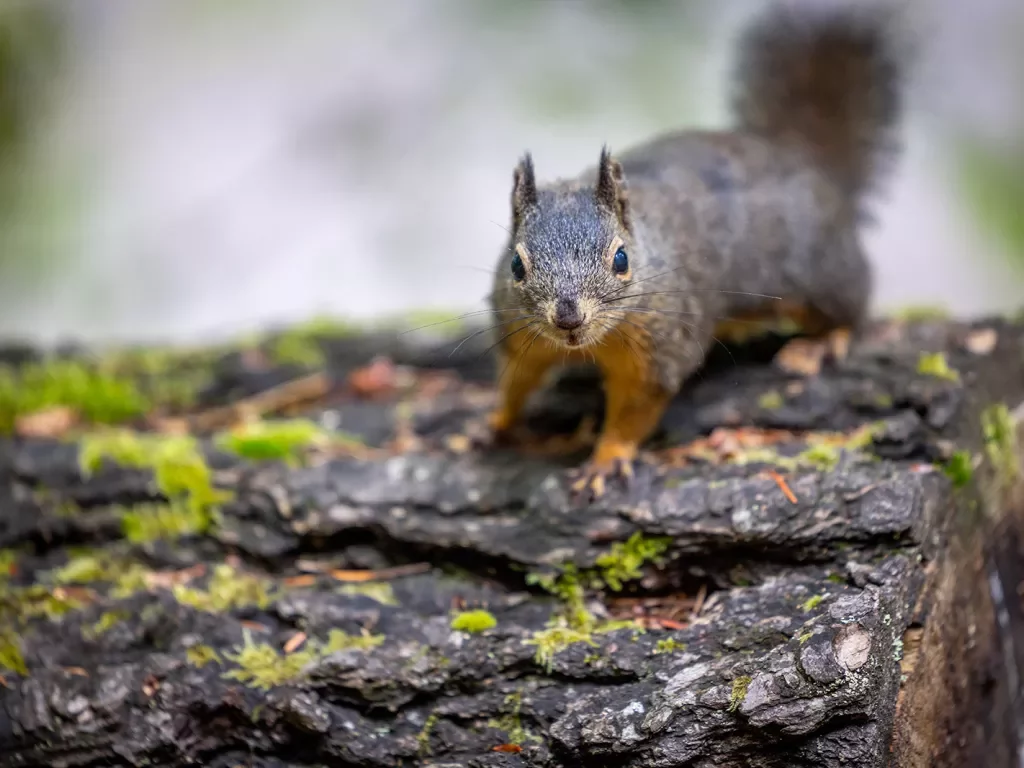 A dark brown squirrel on a moss-covered tree trunk