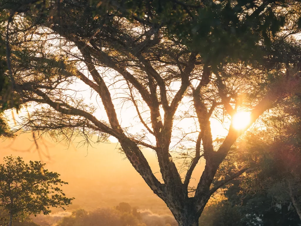 Sun setting behind a large tree