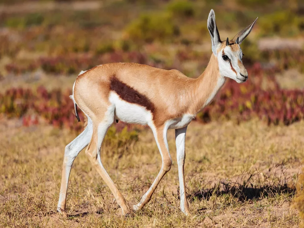 An antelope walks through a field