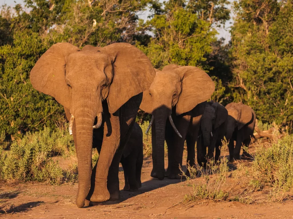 A group of elephants walk through a sunny pasture