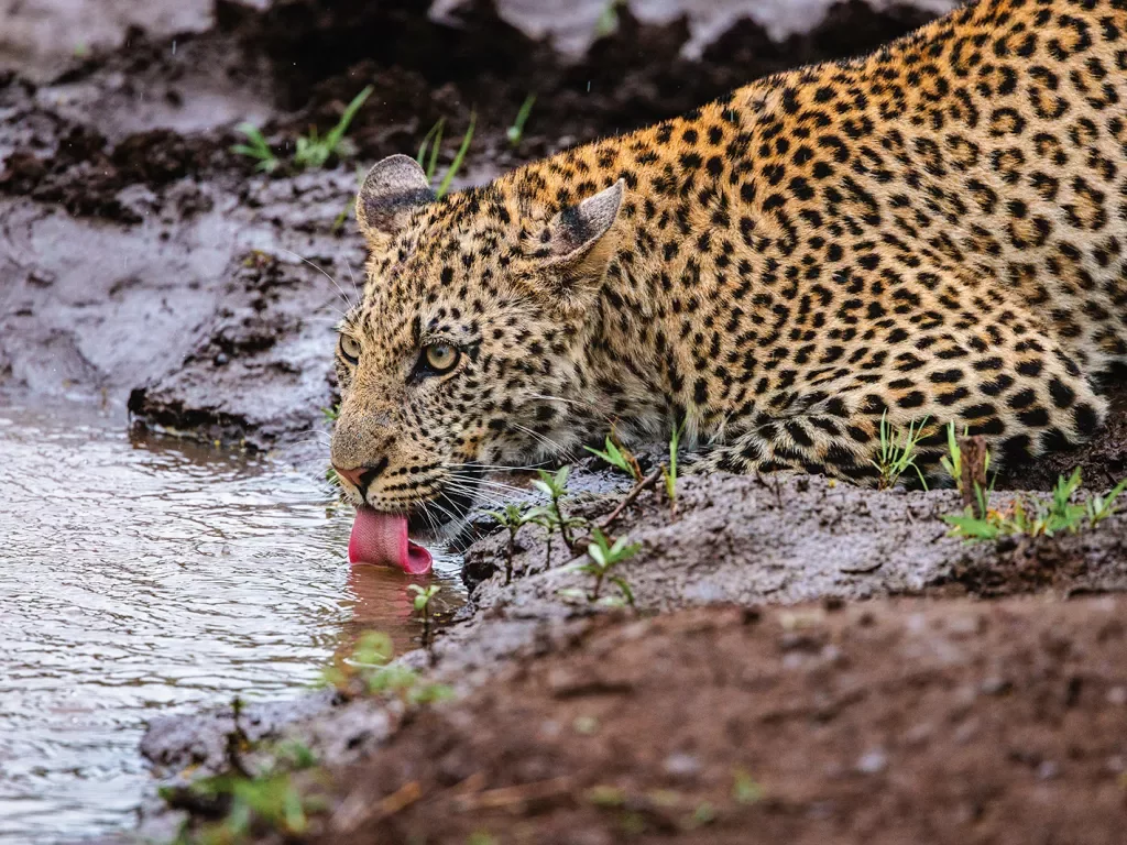 A leopard drinks from a pond