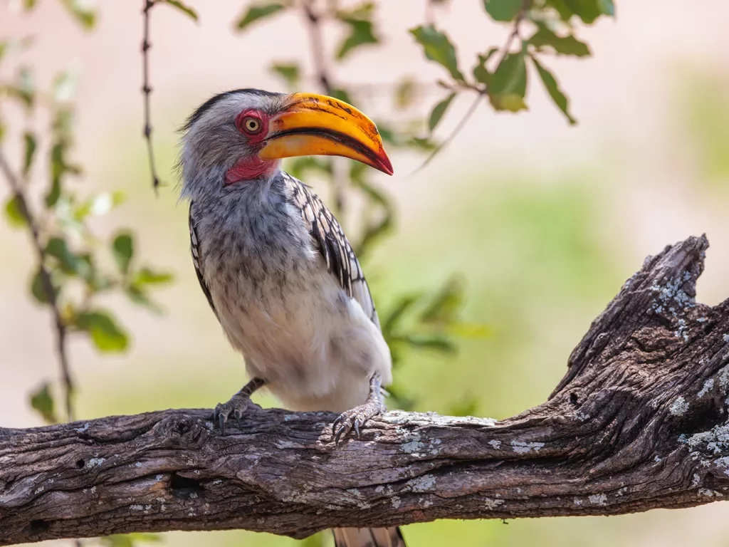An orange beaked bird stands on a branch