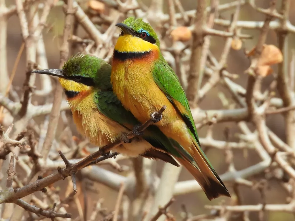 two green and yellow birds on a twig