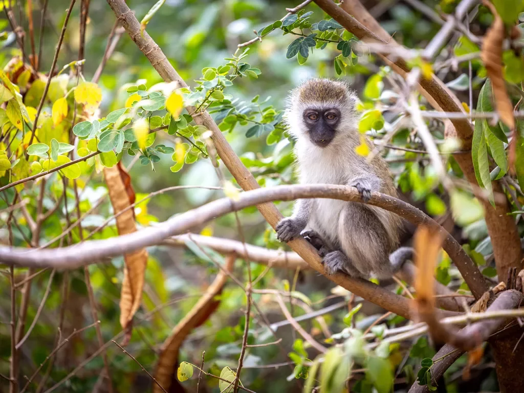 a monkey in a tree