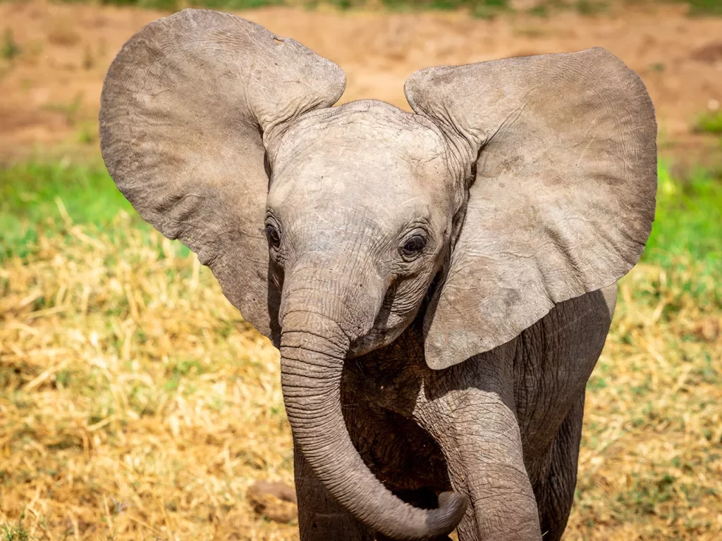 a baby elephant