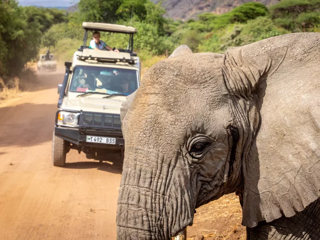 an elephant blocks a cars path