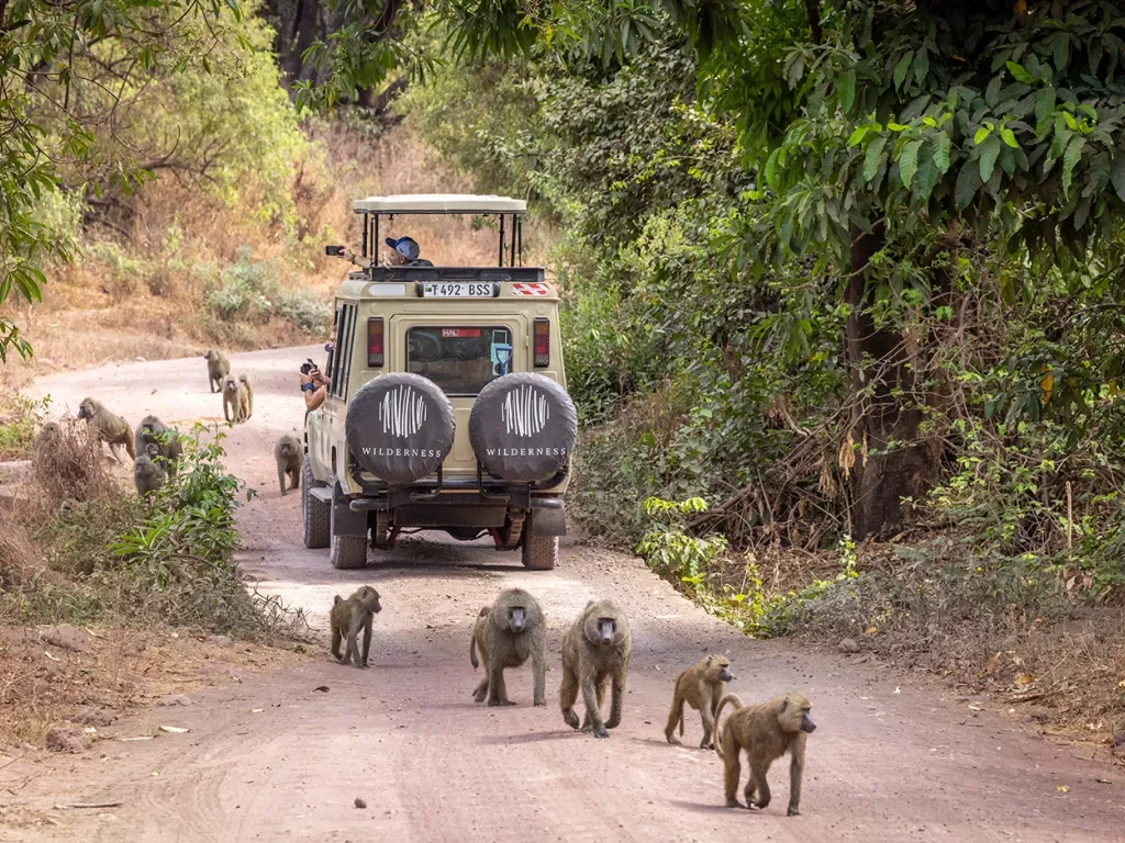 monkeys surround a jeep on safari
