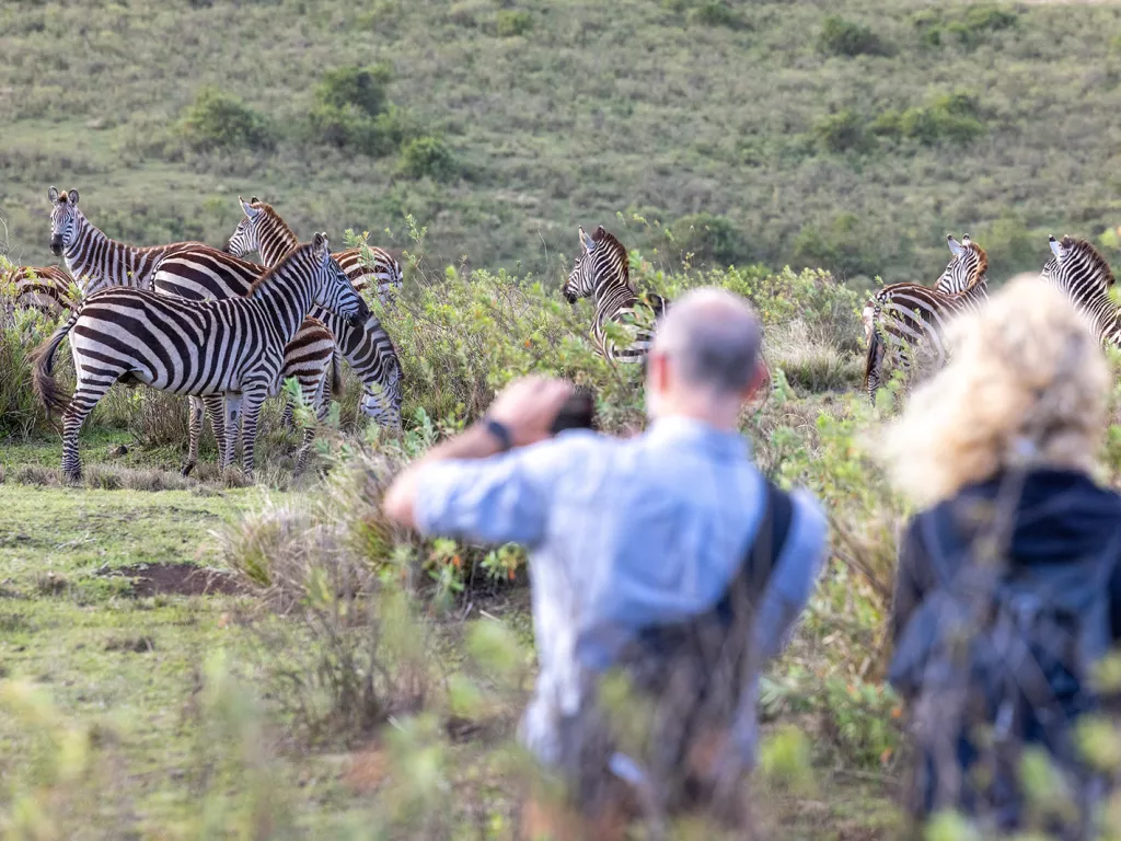 guests taking photos of zebras