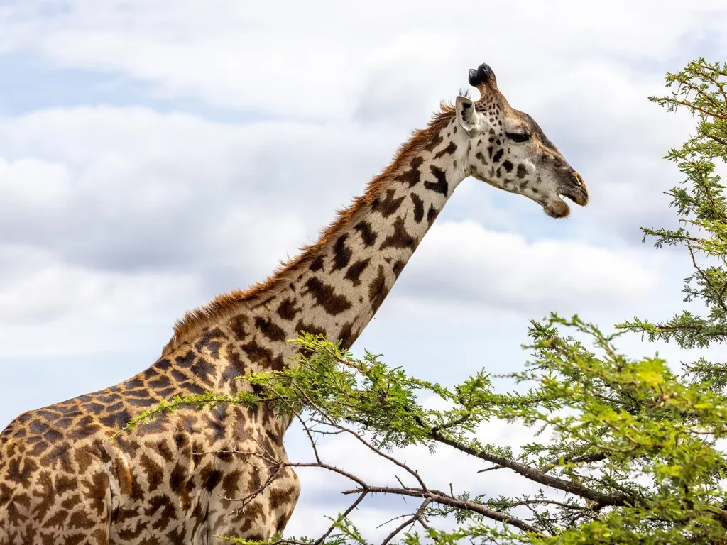 a giraffe eating leaves