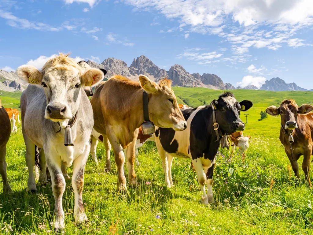 Herd of cows in a grassy valley