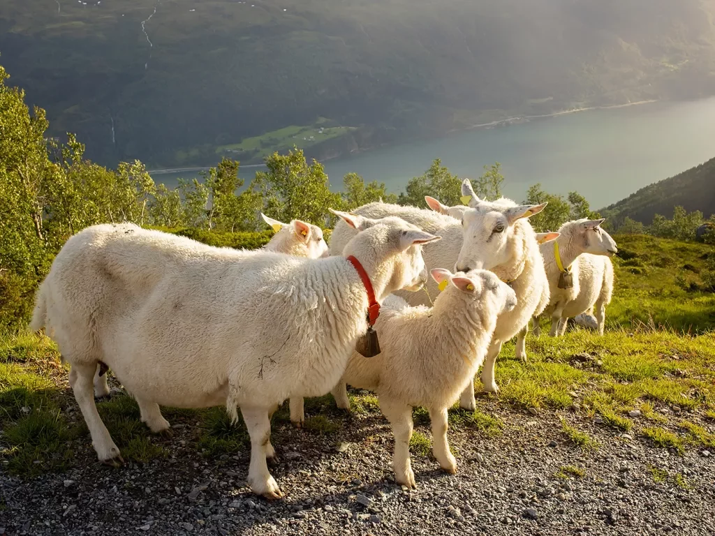 Herd of sheep on an empty, grassy field