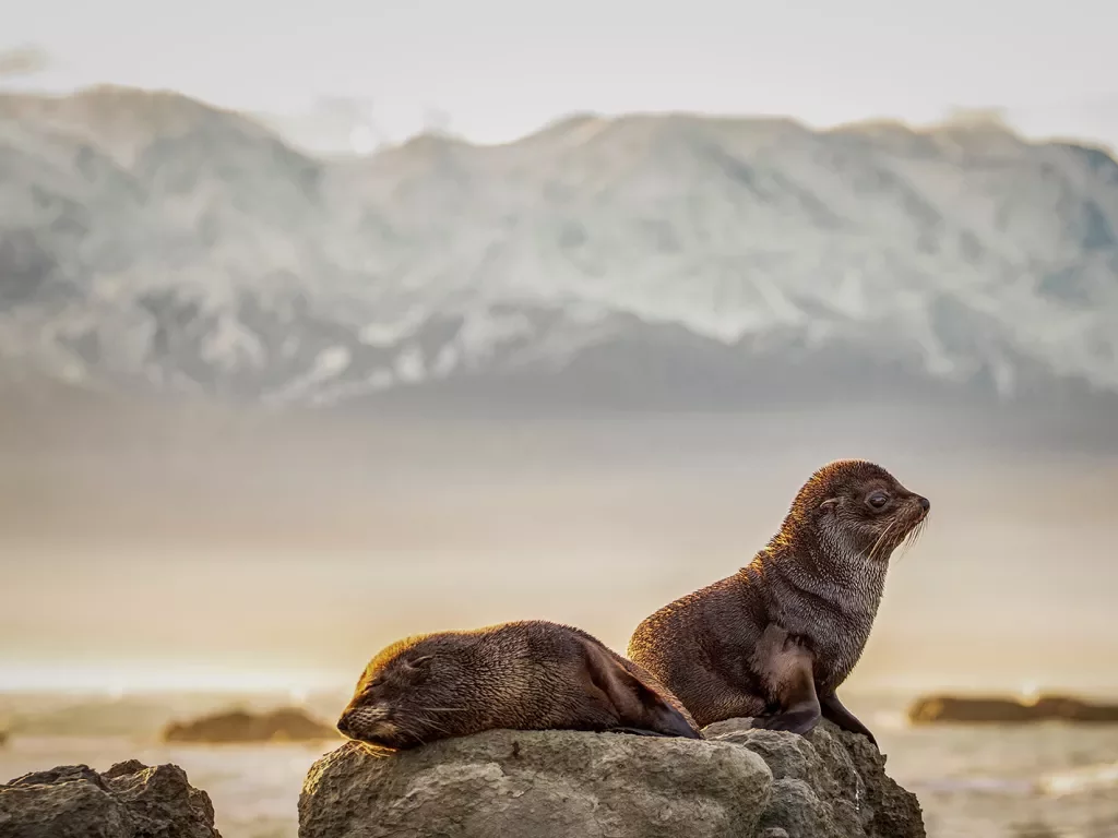 Two baby sea otters laying down on a rock