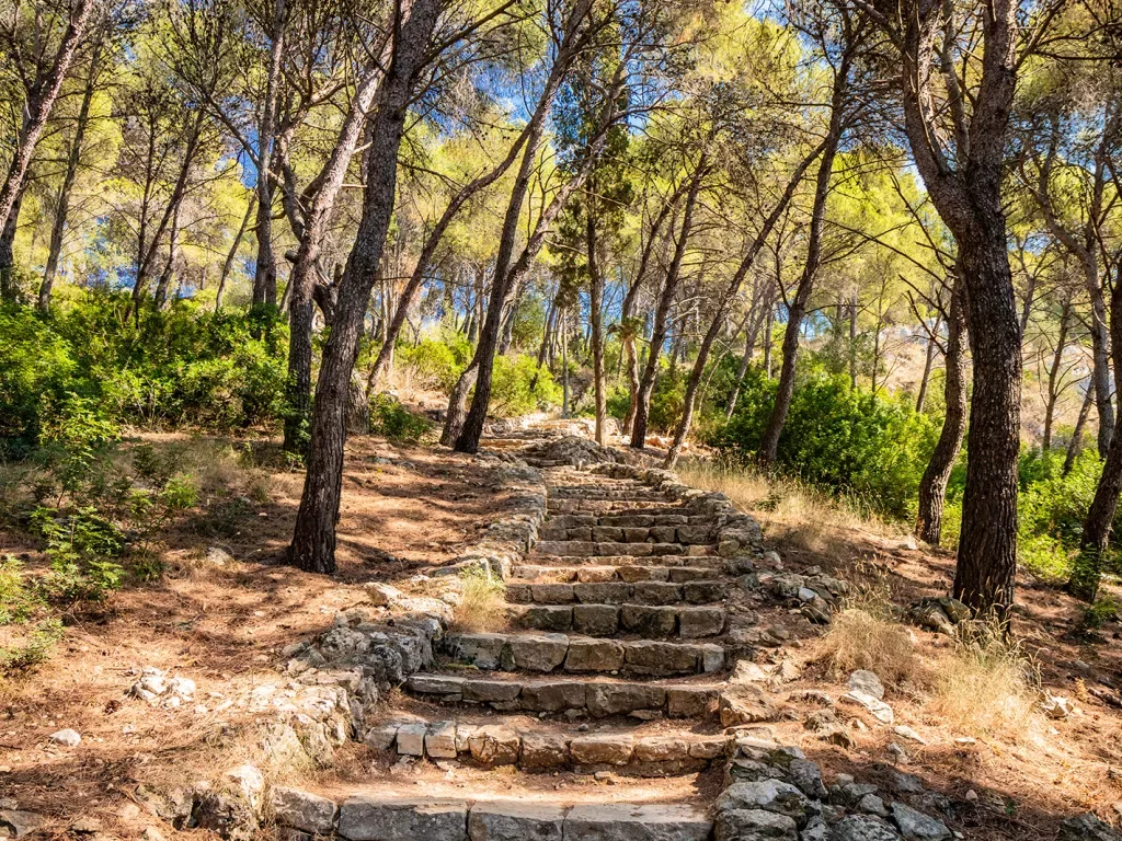 Stone staircase in the middle of a forest
