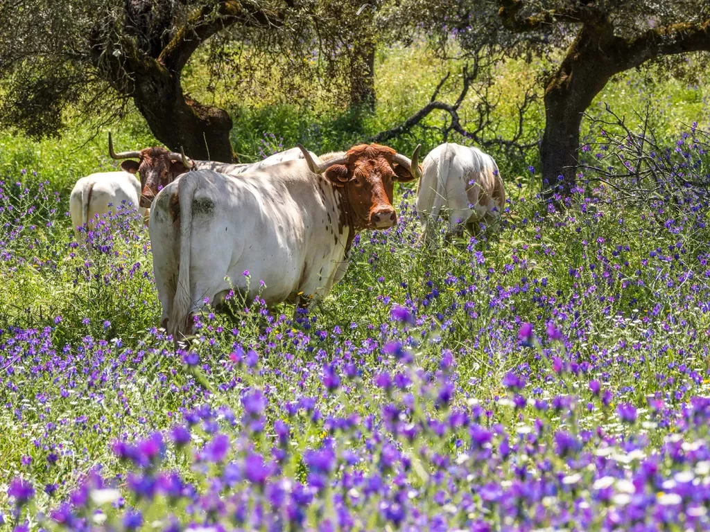 Four cows in a field of purple and green flowers